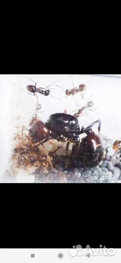 Муравьи для фермы