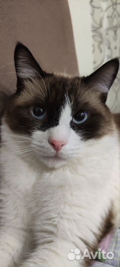 Котик в дар