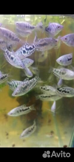 Гурами мраморный