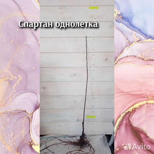 Саженцы плодовых:яблоня, груша, слива, малина