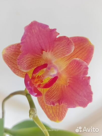 Орхидея фаленопсис бабочка