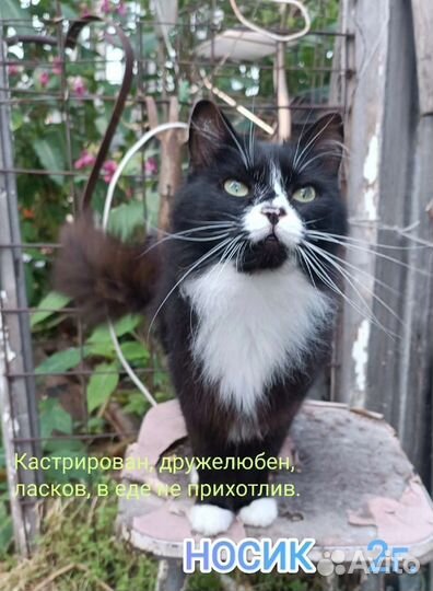 Носик ищет дом