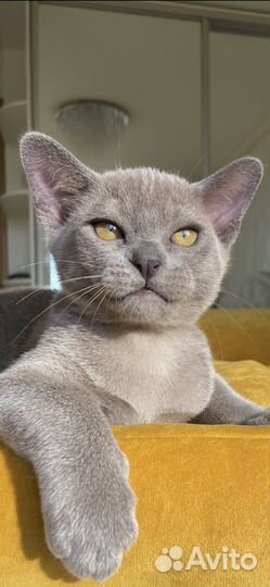 Бурма европейская