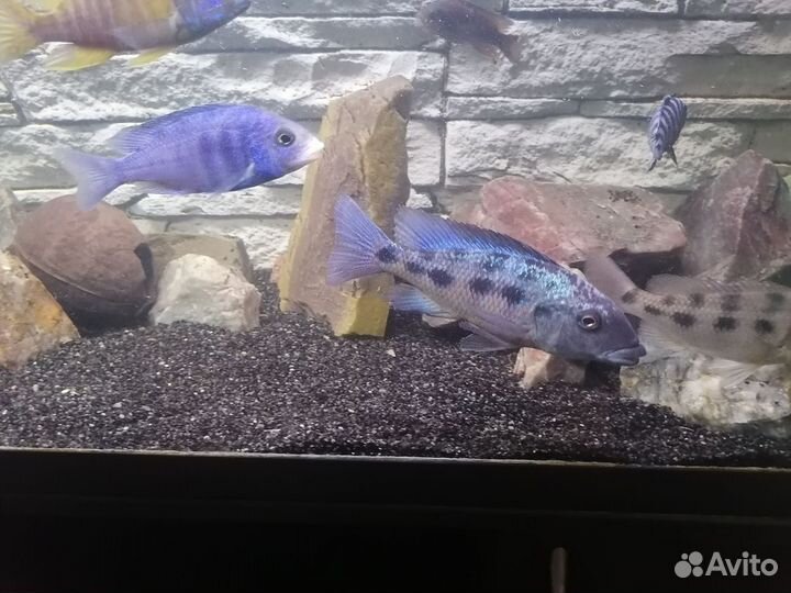 Малавийские цихлиды