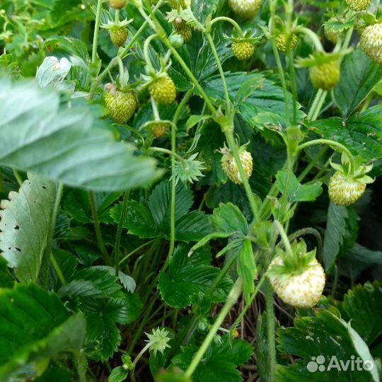 Земляника Вайт Соул