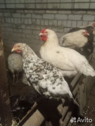 Куры, индюшки