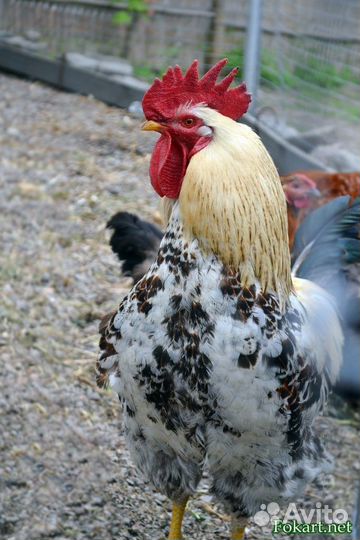 Петухи