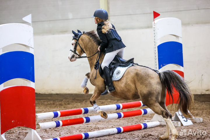 Уэльский пони