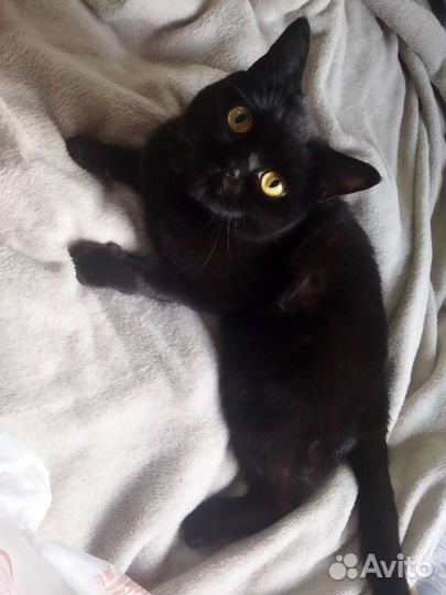 Кошачья шерсть