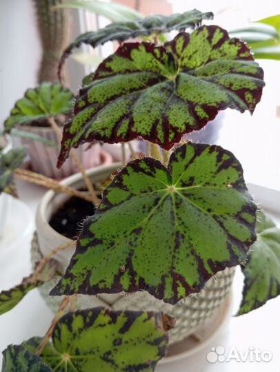 Пеларгония герань, хлорофитум, бегония