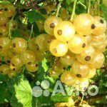 Саженцы ежевики, малины, смородины,крыжовника