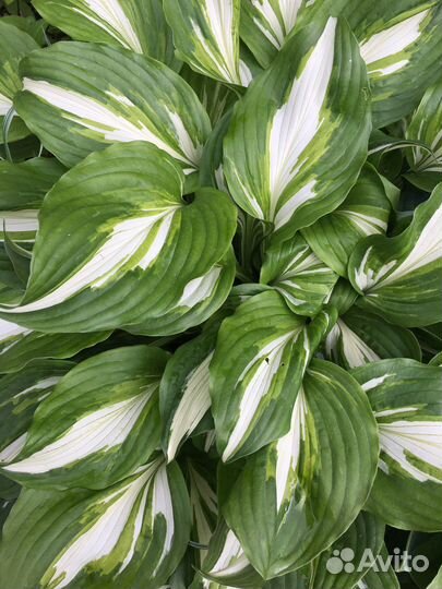 Папоротники и хосты