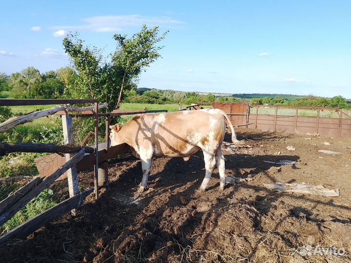 Бык на племя