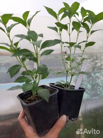 Гортензия метельчатая Граундбрейкер / Groundbreake