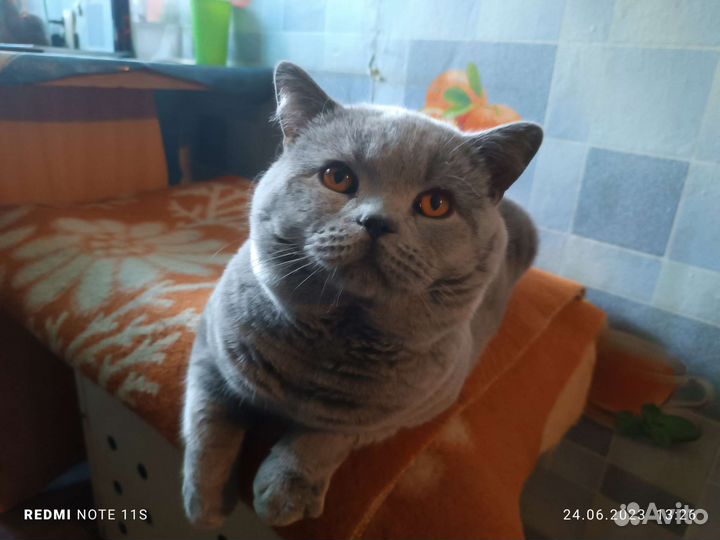 Британский кот вязка