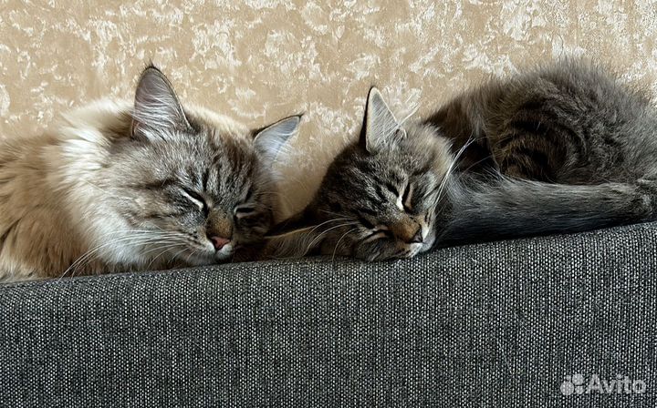 Котята красивые породистые