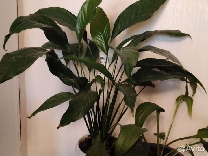 Кротон, спатифиллум