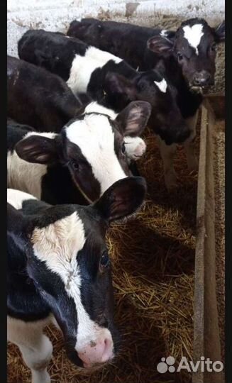 Телята бычки