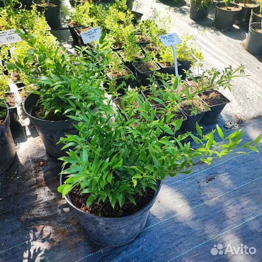 Даная ветвистая