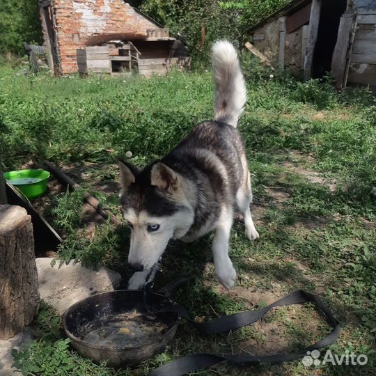 Собаки бесплатно в добрые руки щенки