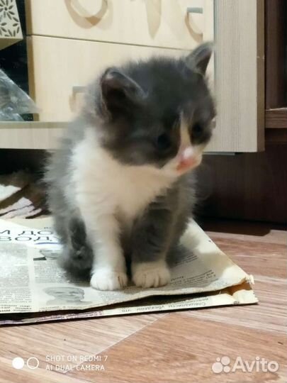 Отдам в дар кошка