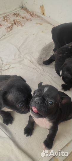 Продам щенят французский бульдог