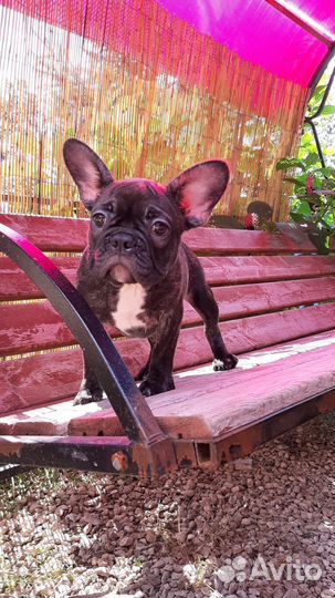 Французский бульдог щенки