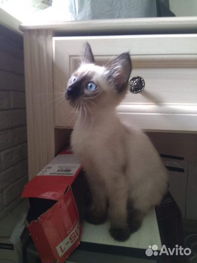 Котята в добрые руки, 3 месяца