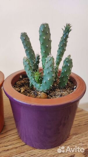 Ваша коллекция Кактусов