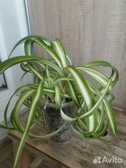 Хлорофитум