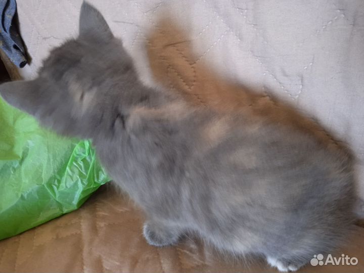 Котёнок девочка