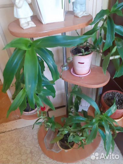 Растение золотой ус