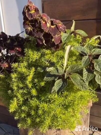 Седум Лемон коралл