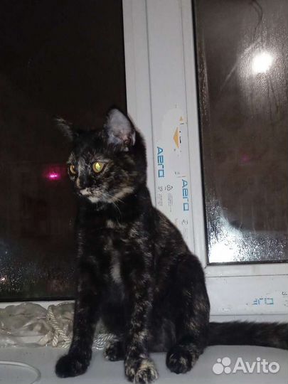 Шотландские кошечки