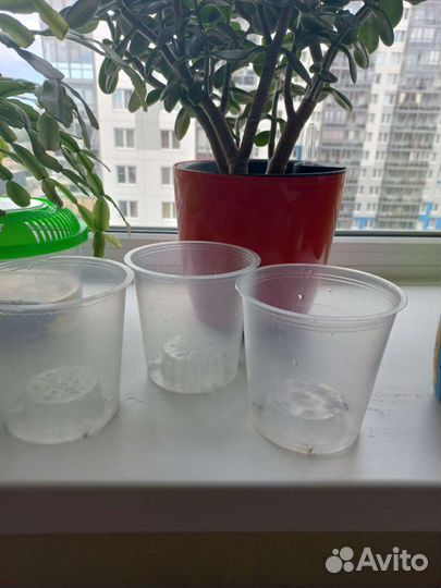 Горшок для орхидеи пластик