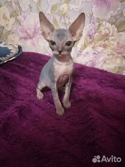 Продаем котят сфинксов, 3 месяца