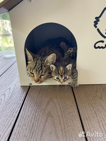 Котята в добрые руки даром