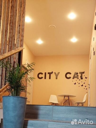 Зоогостиница для кошек. Передержка