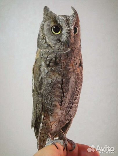 Грозный птиц