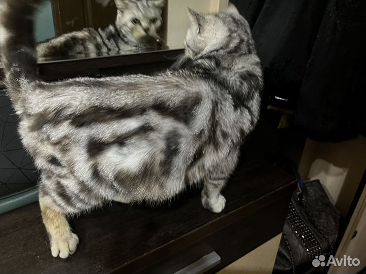 Кошечка Добрые ручки