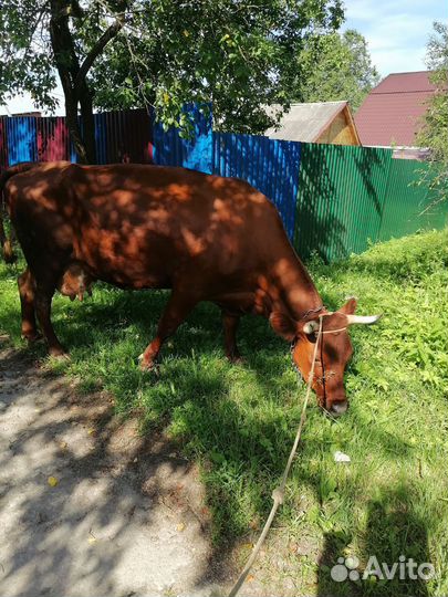 Корова дойная