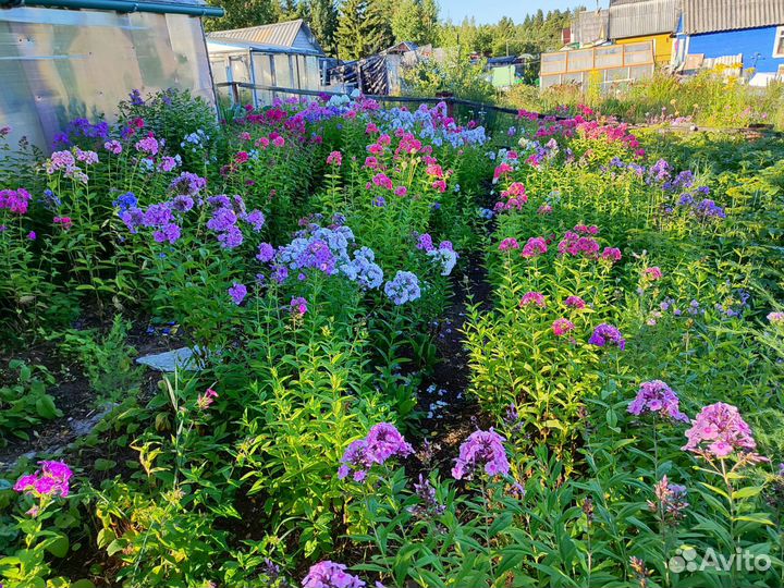 Флоксы многолетние