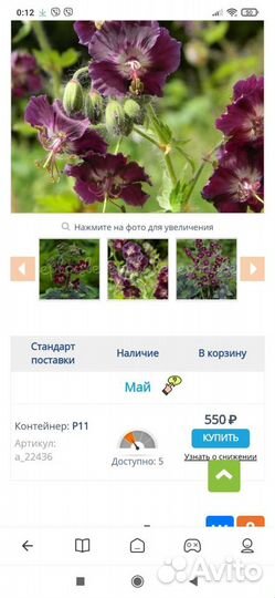 Пеларгония герань садовая многолетняя