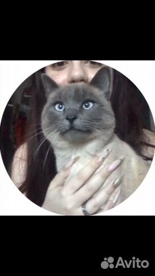 Потерялся кот