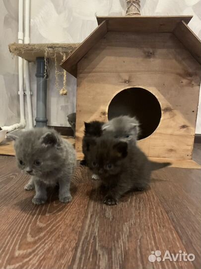 Вислоухие котята