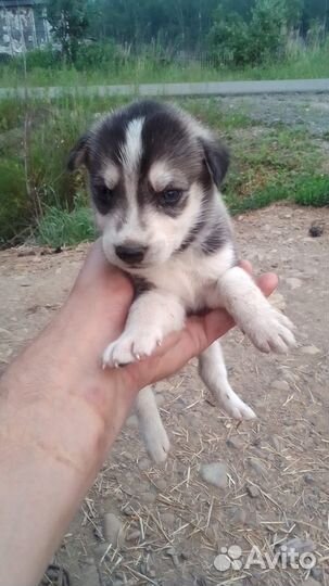Щенки