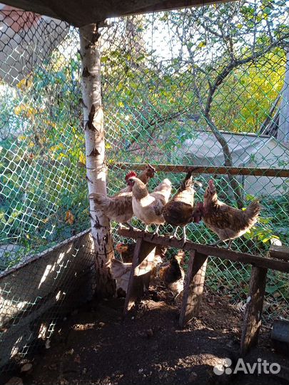 Яйцо Инкубационое