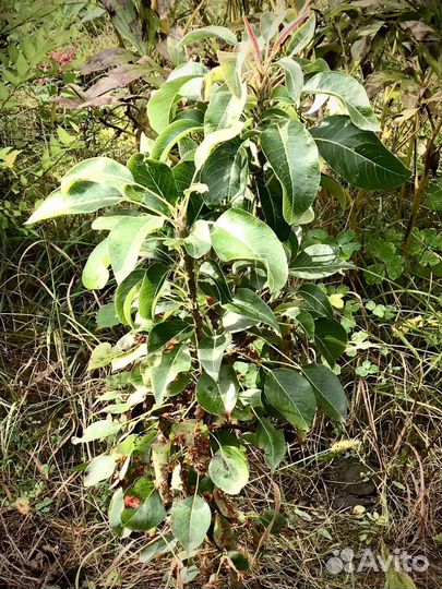 Колоновидные деревья