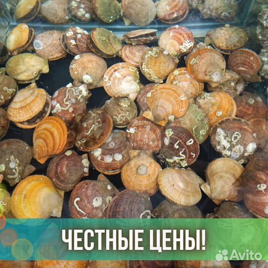 Живой гребешок Морской Морепродукты