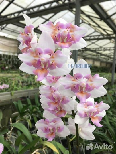Орхидея Фаленопсис Бабочка